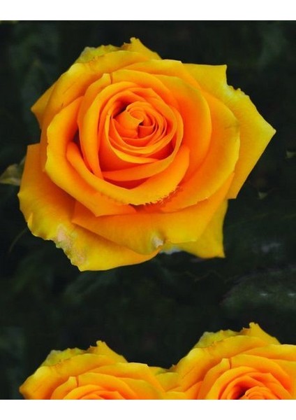 Tüplü Yediveren Kokulu İri Goncalı Picasso Kokulu Gül Fidanı