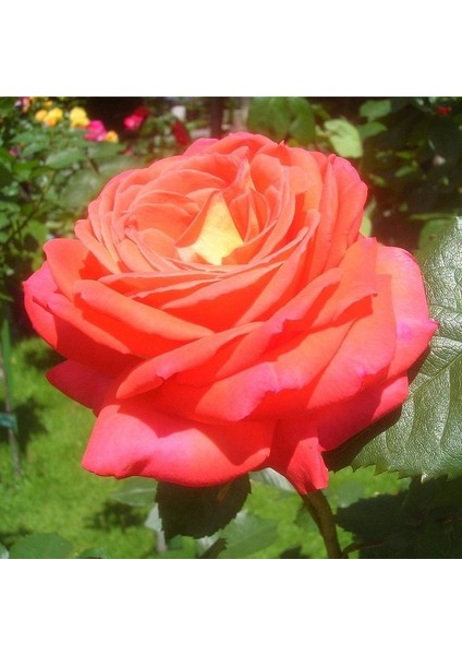 Tüplü Koleksiyonluk Yediveren Königin Der Rosen Kokulu Gül Fidanı