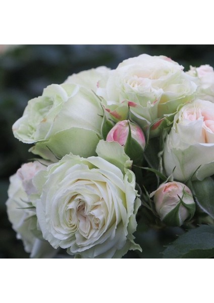 Tüplü Koleksiyonluk Çok Goncalı Aşılı Patricia Yediveren Gül Fidanı fiyatları