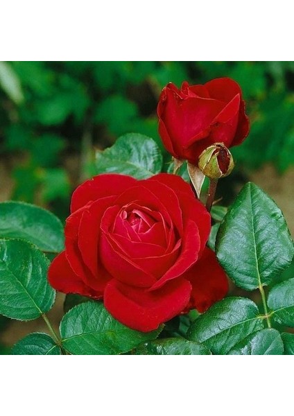 Tüplü Yediveren Liebeszauber Yoğun Parfüm Kokulu Kırmızı Gül Fidanı