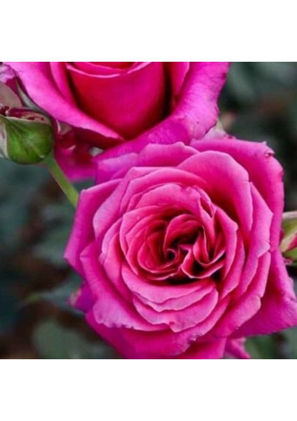 Tüplü Aşılı Lolly Koyu Pembe Yoğun Parfüm Kokulu Yediveren Gül Fidanı
