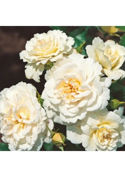 Tüplü Çok Goncalı Yer Örtücü Yayılıcı Petticoat Yediveren Kokulu Gül Fidanı