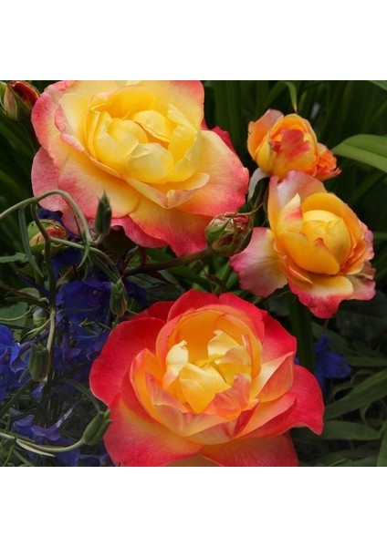 Tüplü Kokulu Yediveren Flaming Star Gül Fidanı