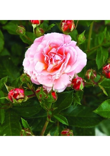 Tüplü Özel Lady Diana Yediveren Kokulu Gül Fidanı