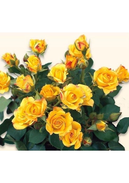 Tüplü Kordes Rosen Yediveren Yellow Taifun Gül Fidanı