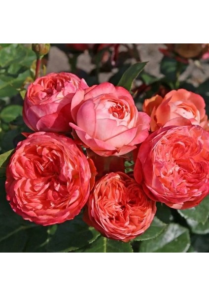 Tüplü Çok Goncalı Soğuklara Dayanıklı Kokulu Pompeji Yediveren Gül Fidanı fiyatları