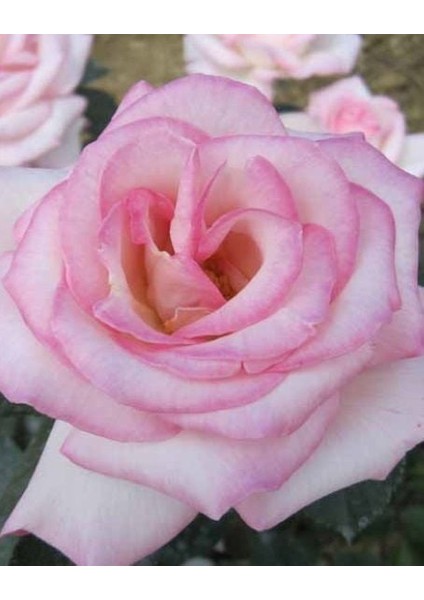 Tüplü Aşılı Princess Yediveren Kokulu Gül Fidanı