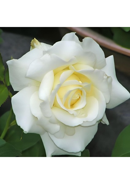 Tüplü Yediveren İri Goncalı Vivaldi Gül Fidanı