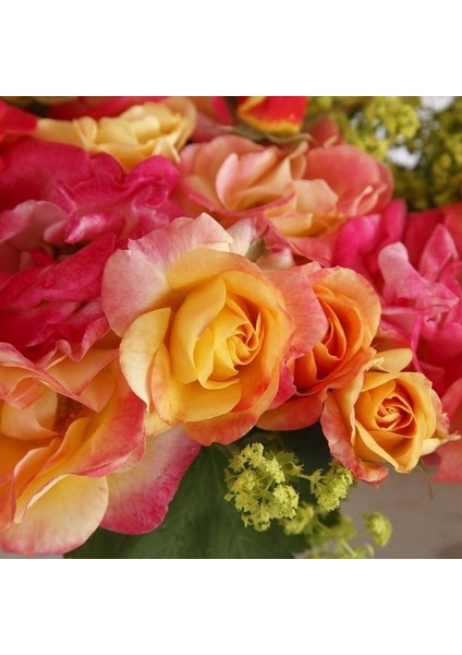 Tüplü Soğuklara Dayanıklı Çok Goncalı Firebird Yediveren Gül Fidanı