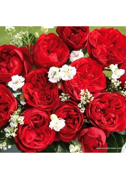 Tüplü Katmerli Out Of Rosenheim Yediveren Gül Fidanı