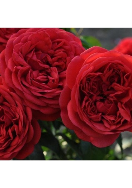 Tüplü Katmerli Out Of Rosenheim Yediveren Gül Fidanı fiyatları