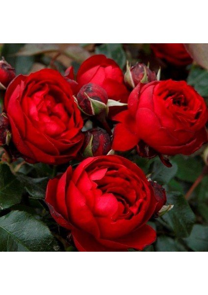 Tüplü Katmerli Kordes Rosen Till Eulenspiegel Kokulu Yediveren Gül Fidanı