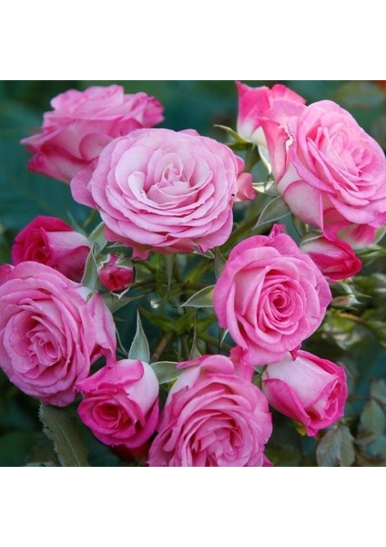 Tüplü Katmerli Kokulu Kordes Rosen Xenia Yediveren Soğuklara Dayanıklı Gül Fidanı