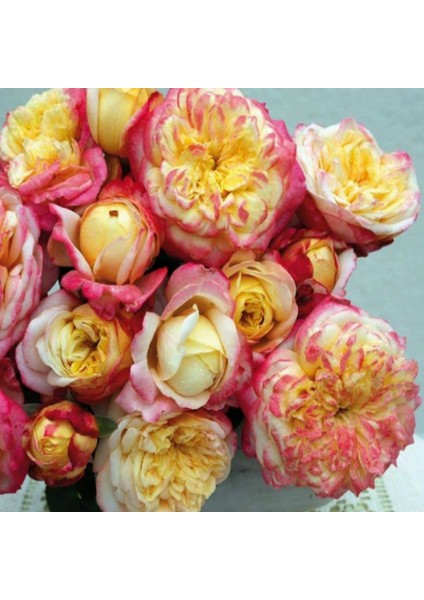 Tüplü Soğuklara Dayanıklı Yediveren Kordes Jubile Yoğun Kokulu Gül Fidanı