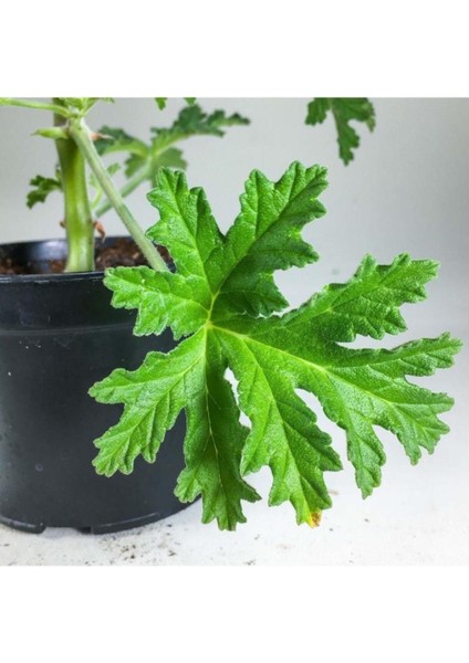 Itır Bitkisi Gül Kokulu Pelargonium Graveolens 10-20 cm