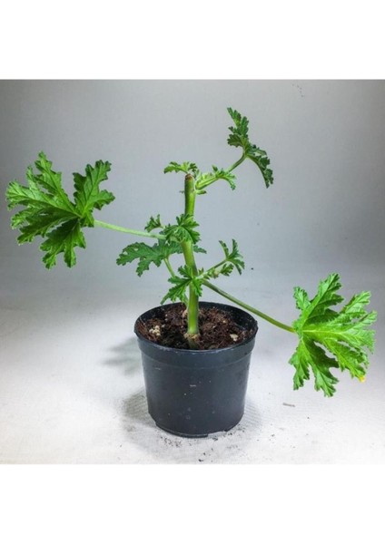 Itır Bitkisi Gül Kokulu Pelargonium Graveolens 10-20 cm