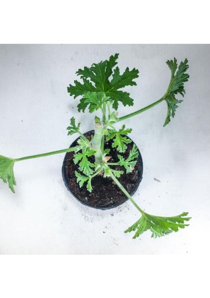 Itır Bitkisi Gül Kokulu Pelargonium Graveolens 10-20 cm