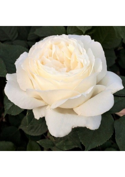 Tüplü Yediveren Kokulu Angel Soğuklara Dayanıklı Gül Fidanı