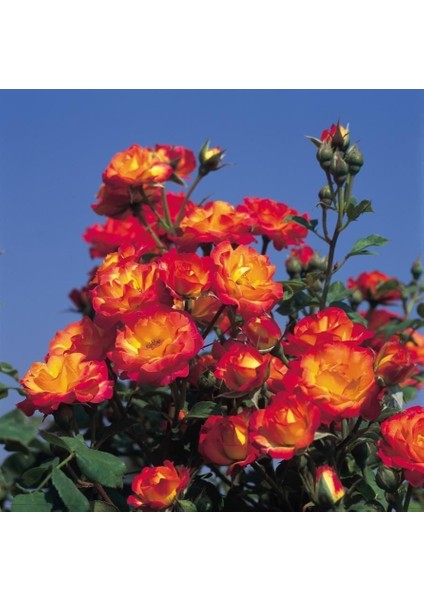 Tüplü Soğuklara Dayanıklı Taifun Yediveren Alman Gül Fidanı