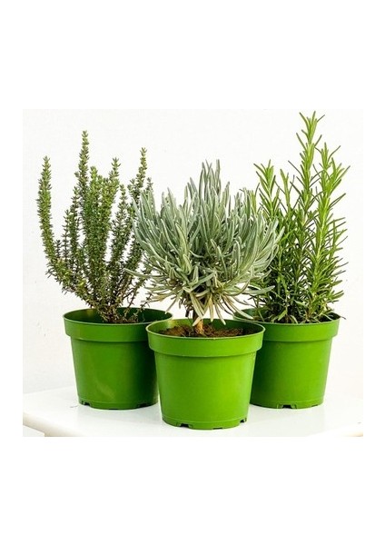 Saksılı Kekik Itır İkili Set 10-20 cm