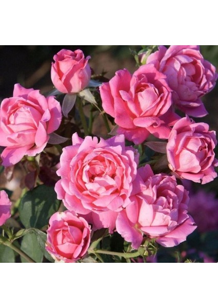 Tüplü Yediveren Katmerli Soğuklara Dayanıklı Gül Fidanı