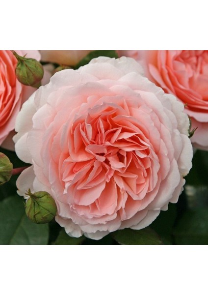 Tüplü Koleksiyonluk Cremosa Katmerli Yediveren Gül Fidanı