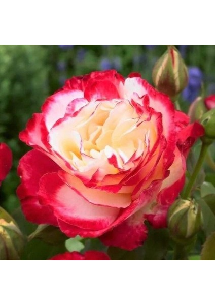 Tüplü Double Delight Pembe Beyaz Yediveren Gül Fidanı