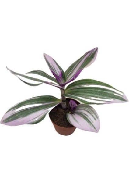 Telgraf Çiçeği Tradescantia Nanouk 10-20 cm