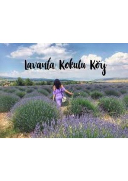 Yoğun Kokulu Aromatik Lavanta Fidanı 10-20 cm