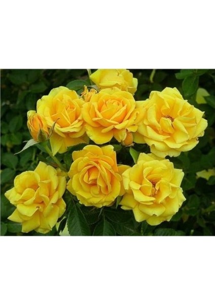 Sarı Gül Fidanı Yediveren Kokulu 10-20 cm