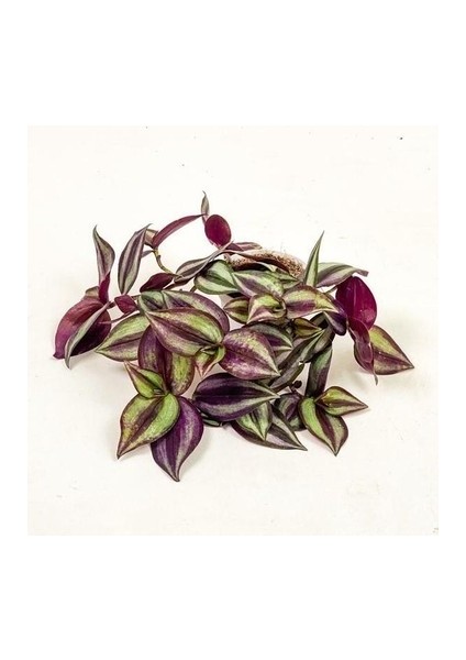 Bordo Telgraf Çiçeği 8.5 cm Saksıda 10-20 cm