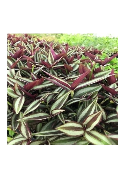 Bordo Telgraf Çiçeği 8.5 cm Saksıda 10-20 cm indirimleri