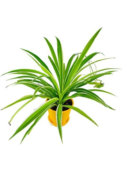 Salon Bitkisi Kurdele Çiçeği Fidanı Chlorophytum 10-20 cm