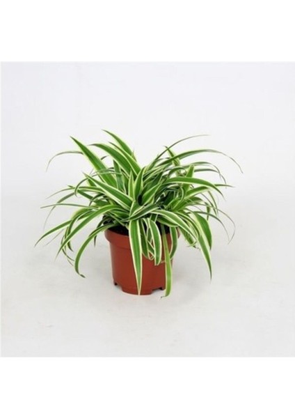 Salon Bitkisi Kurdele Çiçeği Fidanı Chlorophytum 10-20 cm