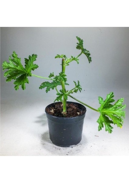 Pelargonium Graveolens Itır Bitkisi Mis Kokulu 10-20 cm
