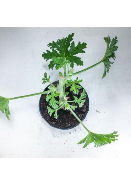 Pelargonium Graveolens Itır Bitkisi Mis Kokulu 10-20 cm