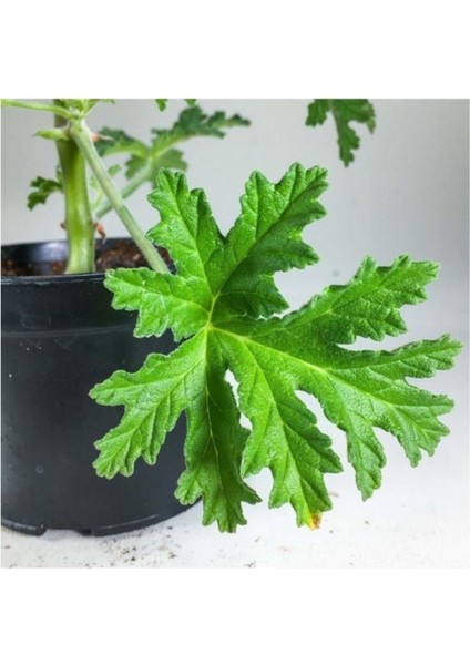 Pelargonium Graveolens Itır Bitkisi Mis Kokulu 10-20 cm