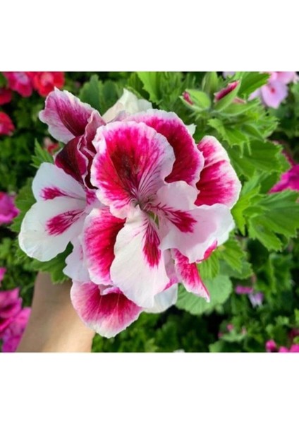 Pembe Beyaz Ceylan Gözü Sardunya Fidanı 10-20 cm