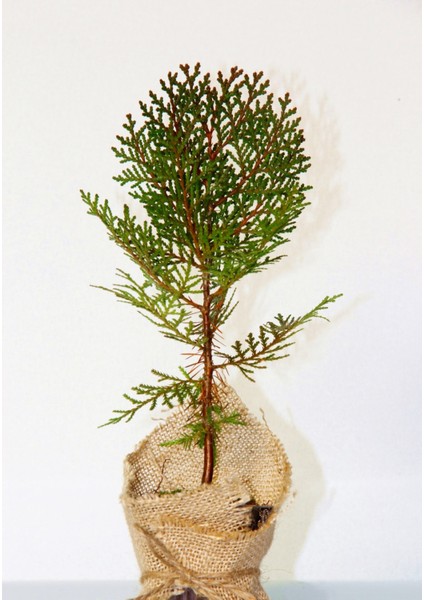 Nikah Çamı 20 Adet - Özel Gün Fidanı (Thuja Orientalis)