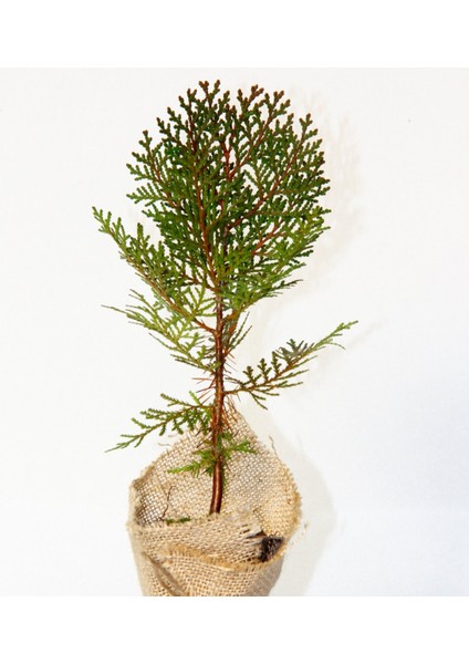 Nikah Çamı 20 Adet - Özel Gün Fidanı (Thuja Orientalis)