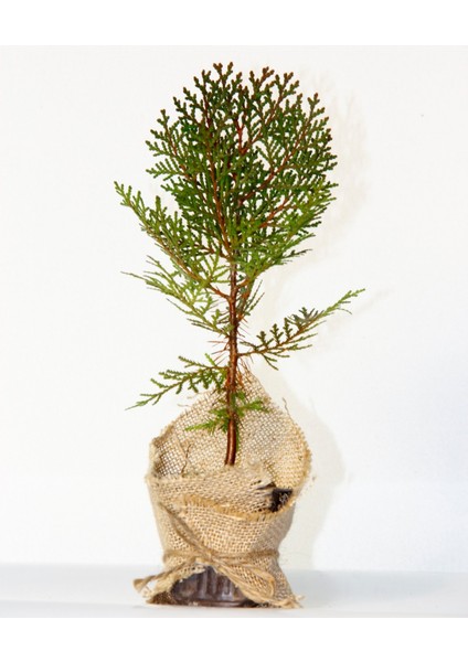 Nikah Çamı 20 Adet - Özel Gün Fidanı (Thuja Orientalis)