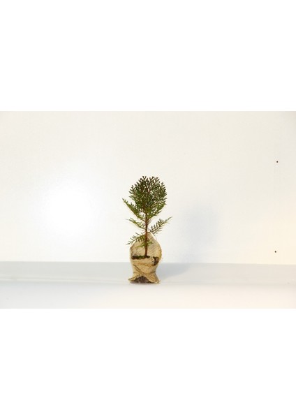 Nikah Çamı 20 Adet - Özel Gün Fidanı (Thuja Orientalis)