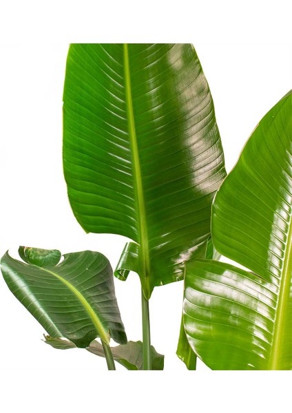 Starliçe (Cennet Kuşu Çiçeği) Strelitzia Nicolai 100 cm 3 Adet