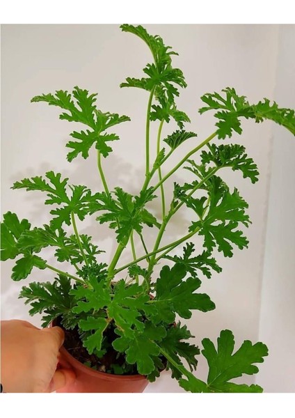 Itır Çiçeği Fıdesı Fidanı 10-20 cm