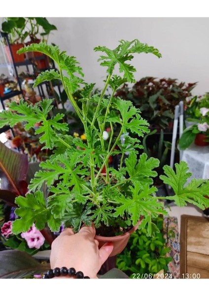 Itır Çiçeği Fıdesı Fidanı 10-20 cm fiyatları