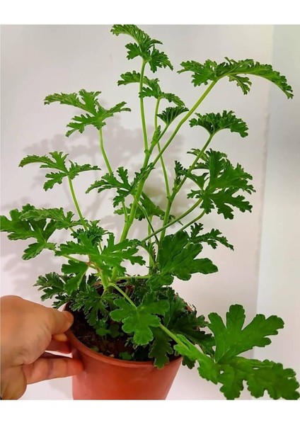 Itır Çiçeği Fıdesı Fidanı 10-20 cm modelleri