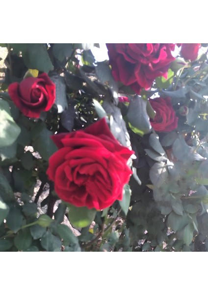 Tüplü Yoğun Kokulu Kırmızı Kozluören Sarmaşık Gül Fidanı