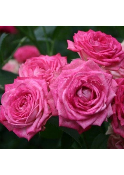 Tüplü Duet Fc Çok Goncalı Yediveren Masal Gül Fidanı