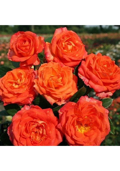 Tüplü Kokulu Yediveren Turuncu Sarı Feuria Gül Fidanı