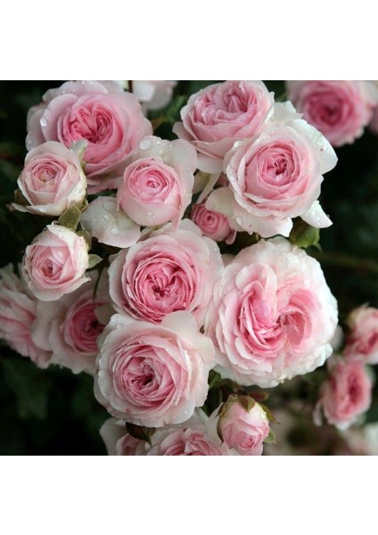 Tüplü Katmerli Blush Fc Soğuklara Dayanıklı Yediveren Gül Fidanı